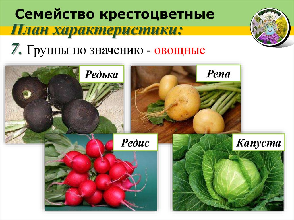 Семейство крестоцветные