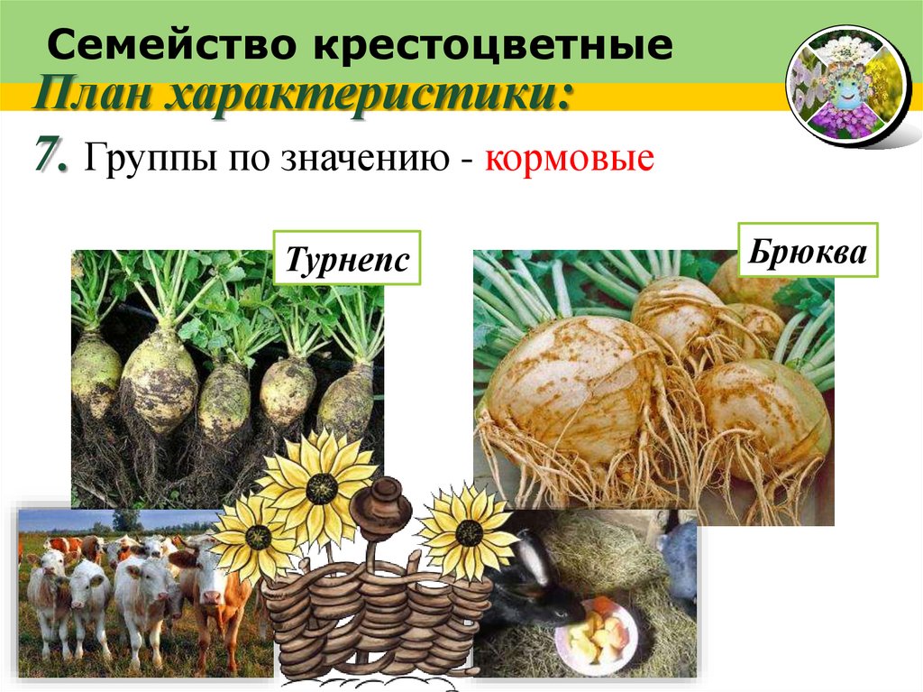 Семейство крестоцветные