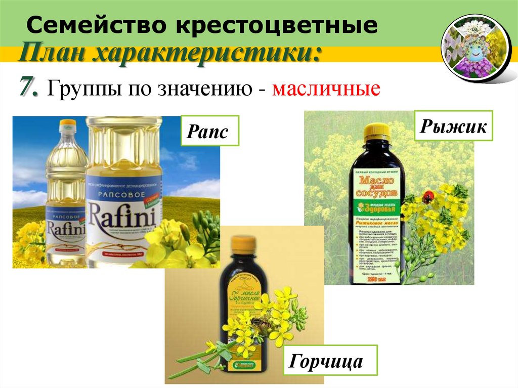 Семейство крестоцветные