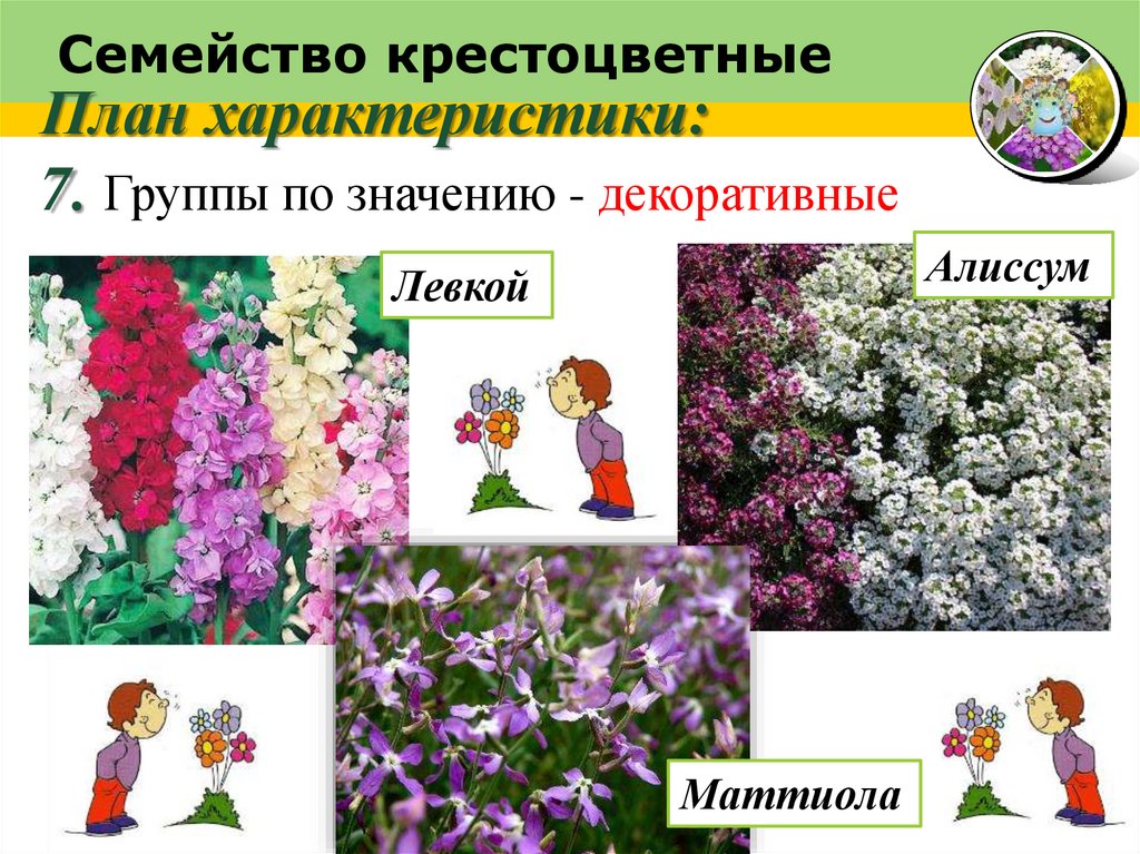 Семейство крестоцветные