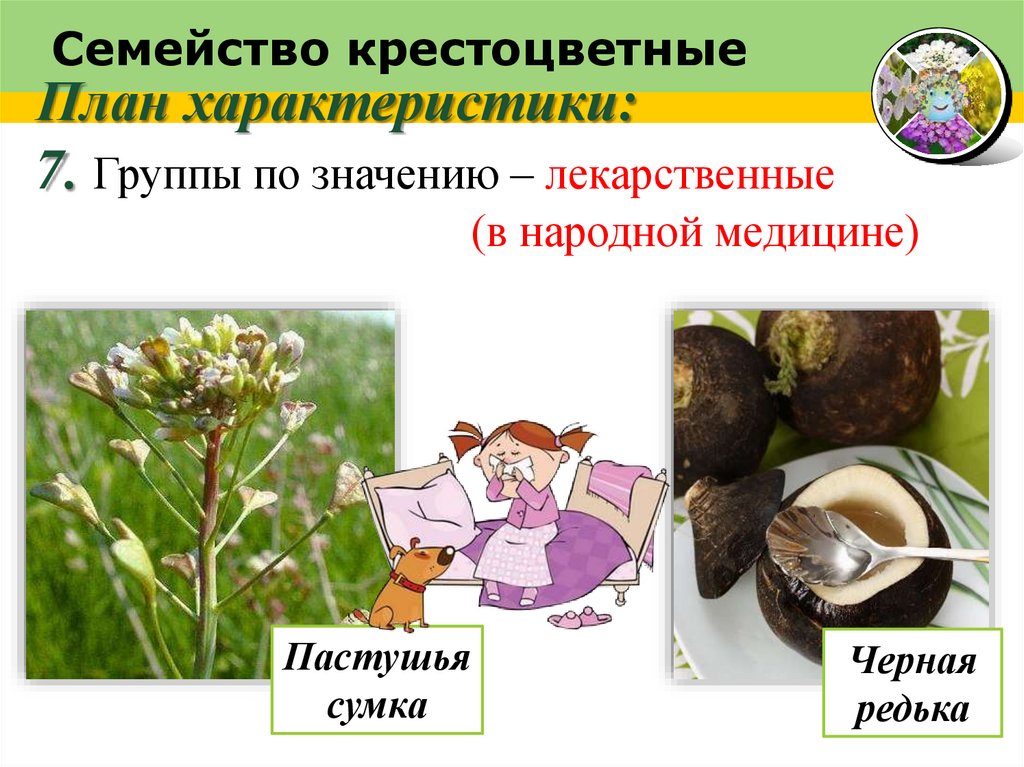 Семейство крестоцветные