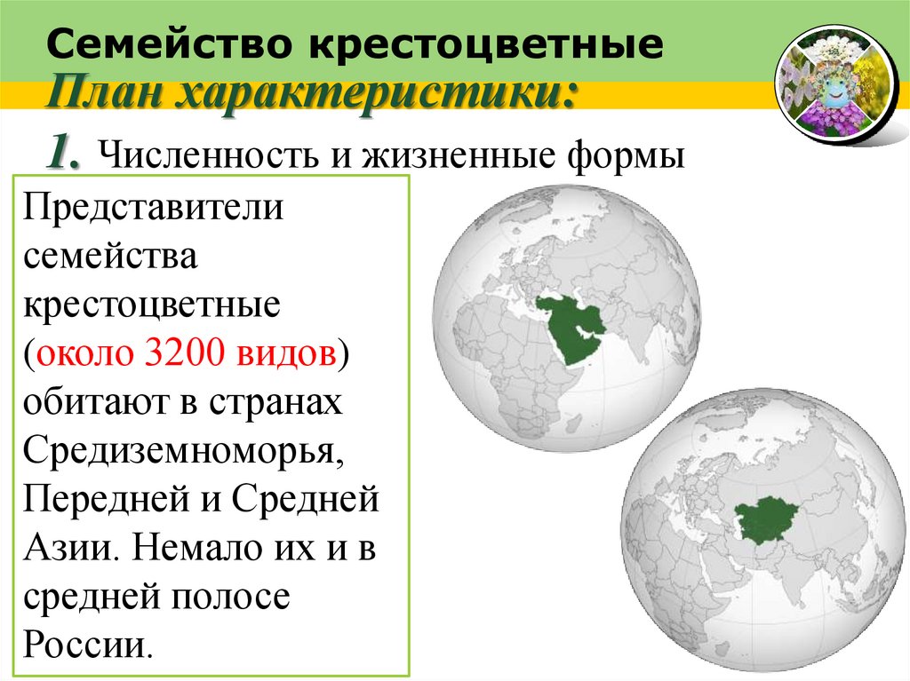 Семейство крестоцветные