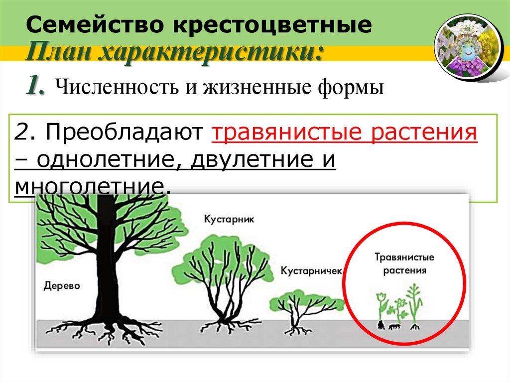 Семейство крестоцветные