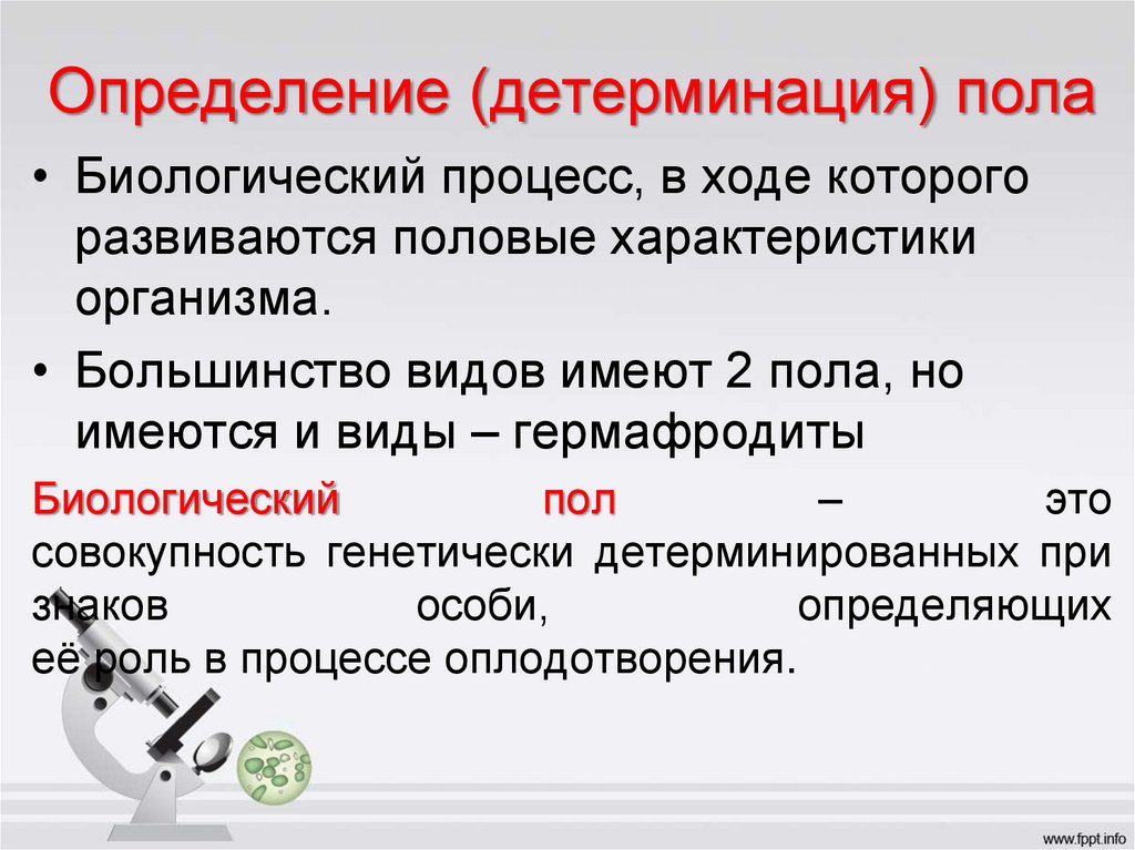 Определение (детерминация) пола