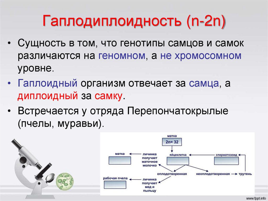 Гаплодиплоидность (n-2n)