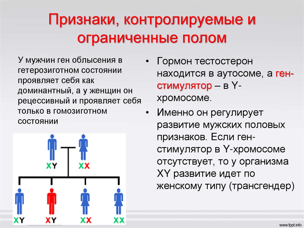 Признаки, контролируемые и ограниченные полом