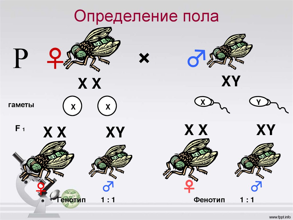 Определение пола