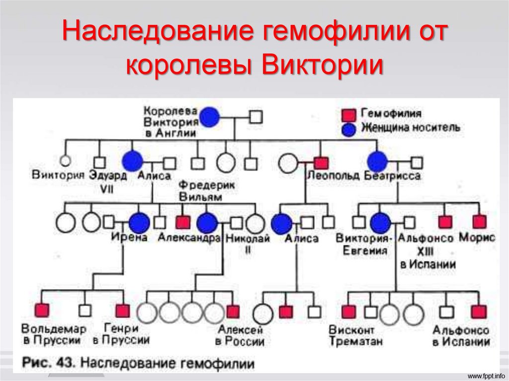 Наследование гемофилии от королевы Виктории