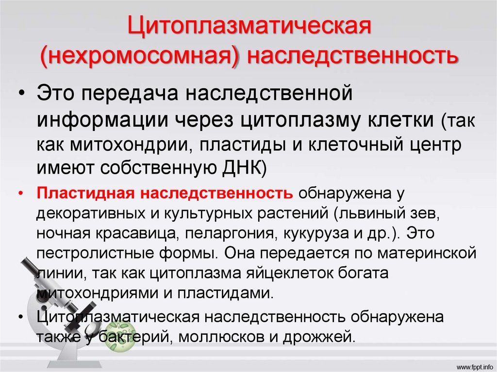 Цитоплазматическая (нехромосомная) наследственность