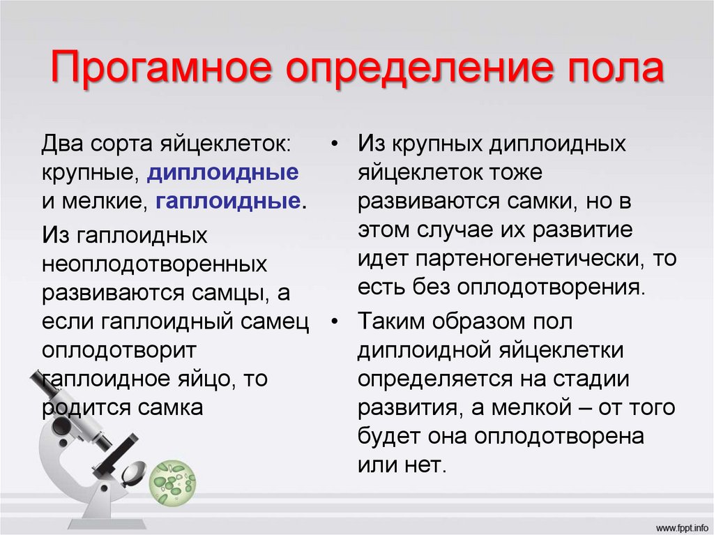 Прогамное определение пола