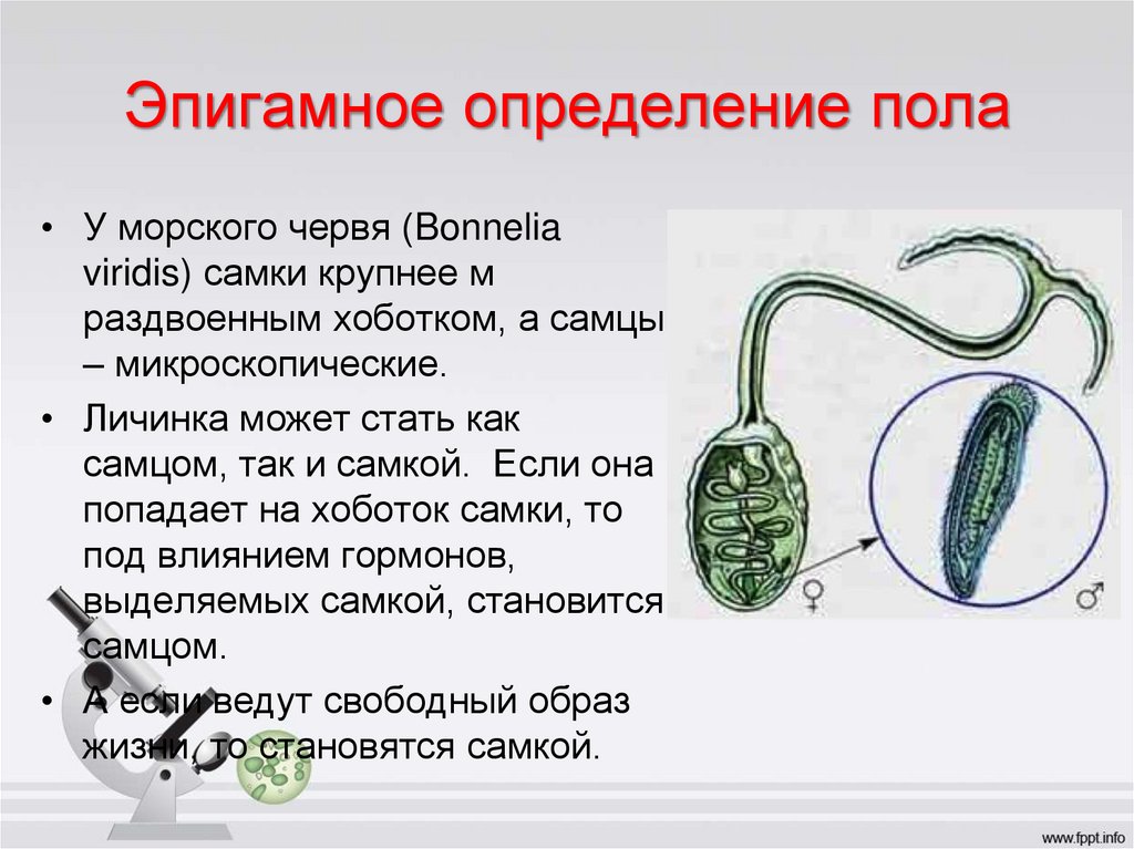 Эпигамное определение пола