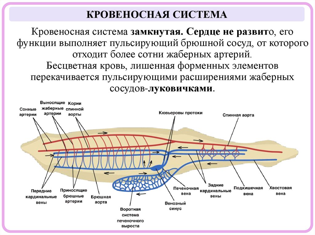 Кровеносная система замкнутая. Сердце не развито, его функции выполняет пульсирующий брюшной сосуд, от которого отходит более