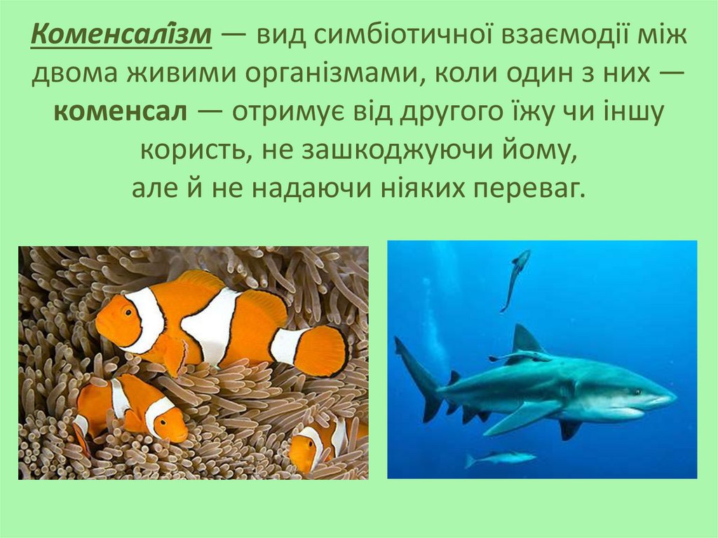 Коменсалі́зм — вид симбіотичної взаємодії між двома живими організмами, коли один з них — коменсал — отримує від другого їжу чи