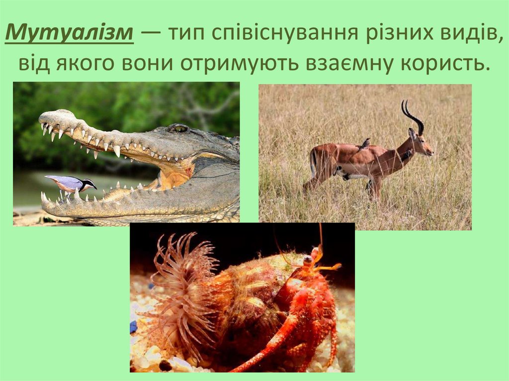 Мутуалізм — тип співіснування різних видів, від якого вони отримують взаємну користь.