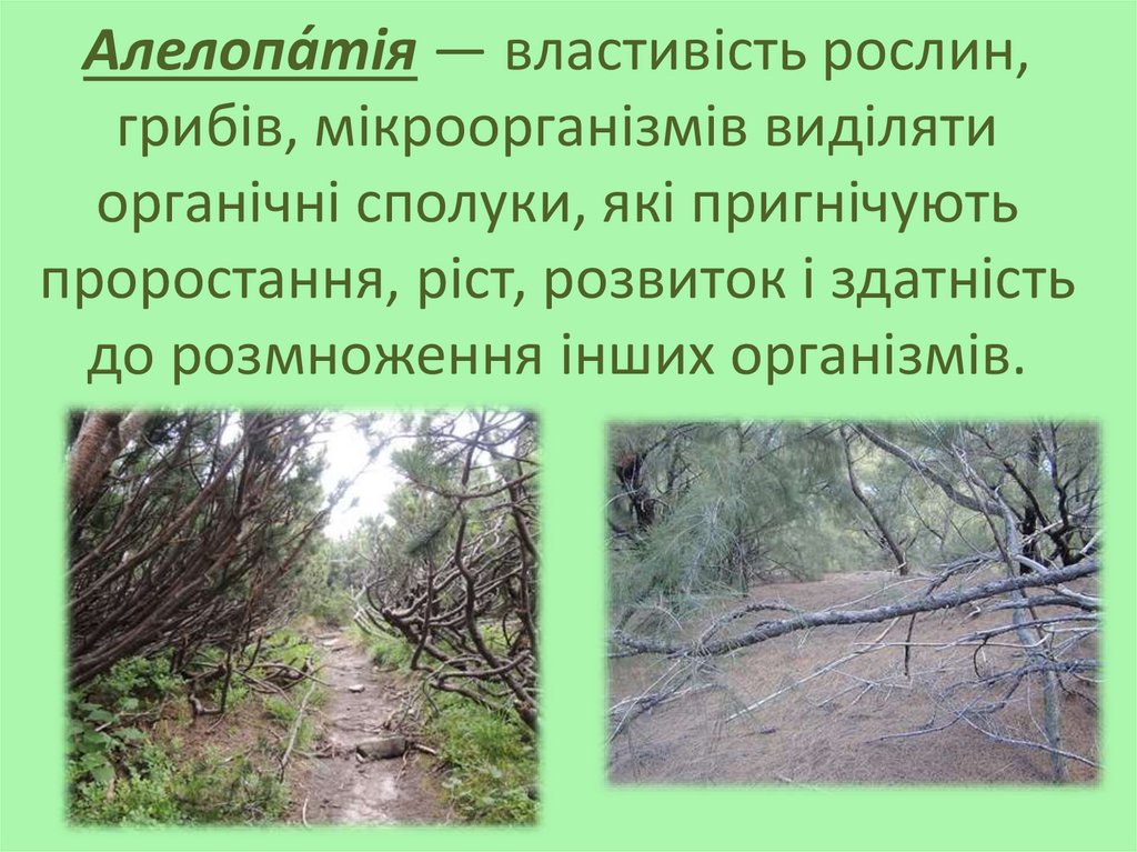 Алелопа́тія — властивість рослин, грибів, мікроорганізмів виділяти органічні сполуки, які пригнічують проростання, ріст,