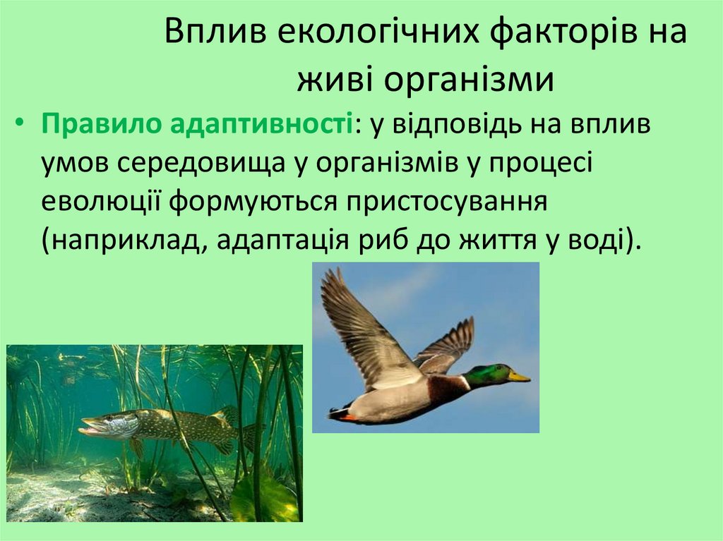 Вплив екологічних факторів на живі організми