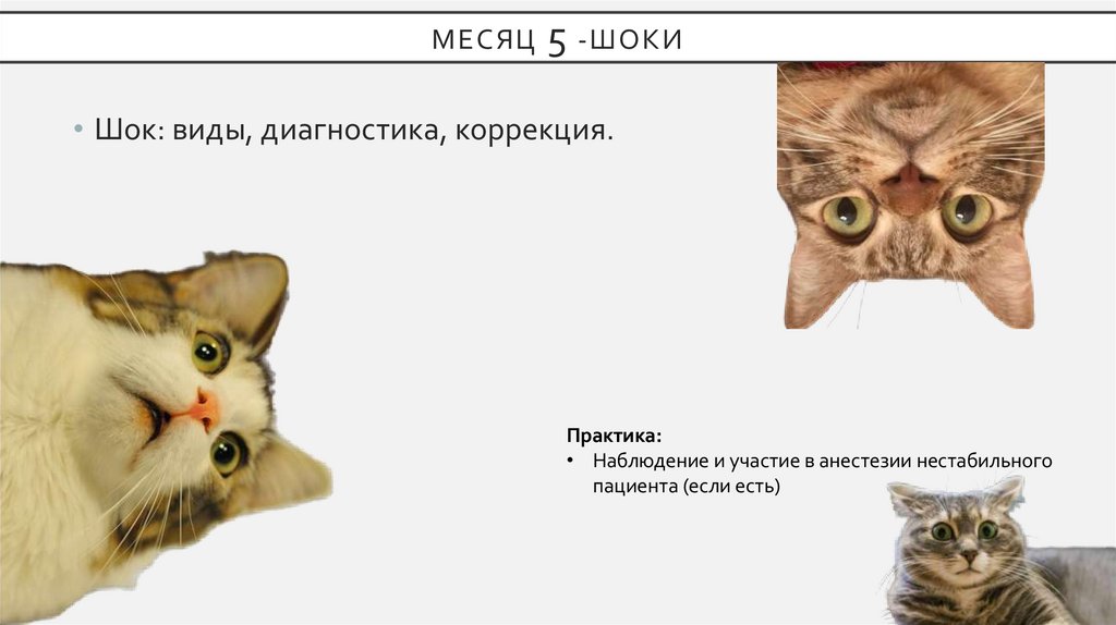 Месяц 5 -Шоки