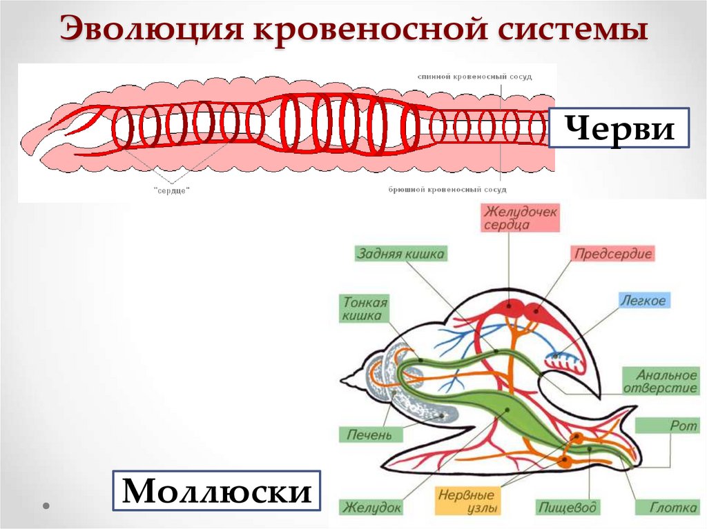 Эволюция кровеносной системы