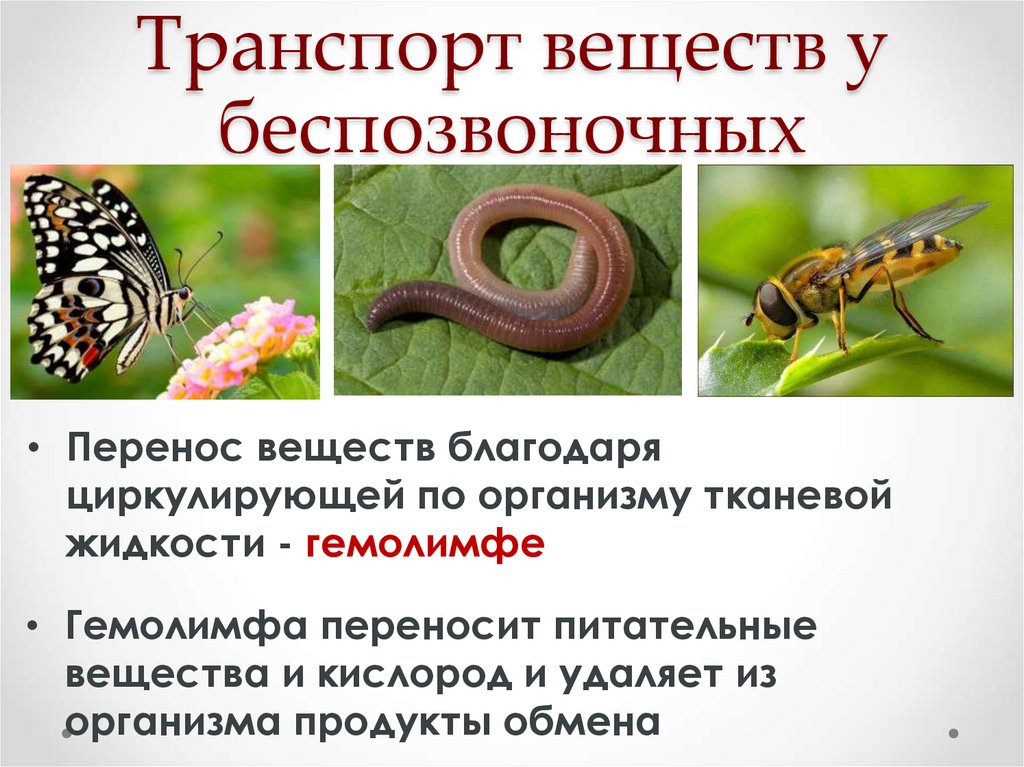 Транспорт веществ у беспозвоночных