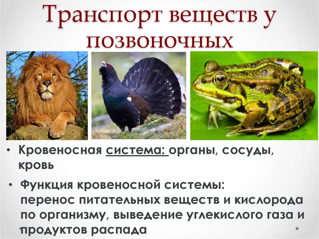 Транспорт веществ у позвоночных