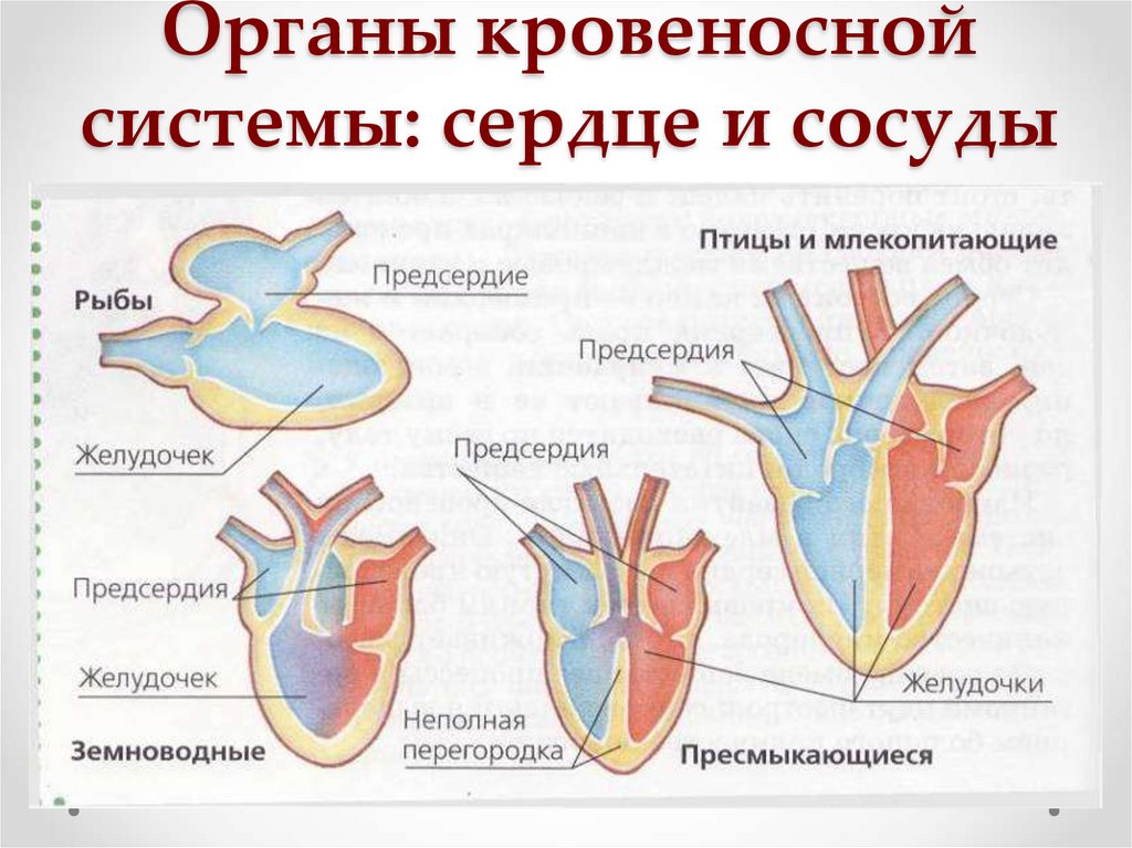 Органы кровеносной системы: сердце и сосуды