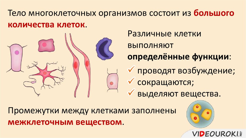 Тело многоклеточных организмов состоит из большого количества клеток.