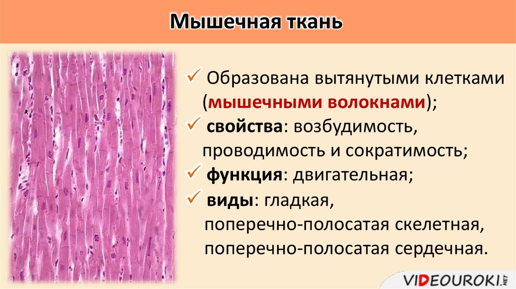 Мышечная ткань
