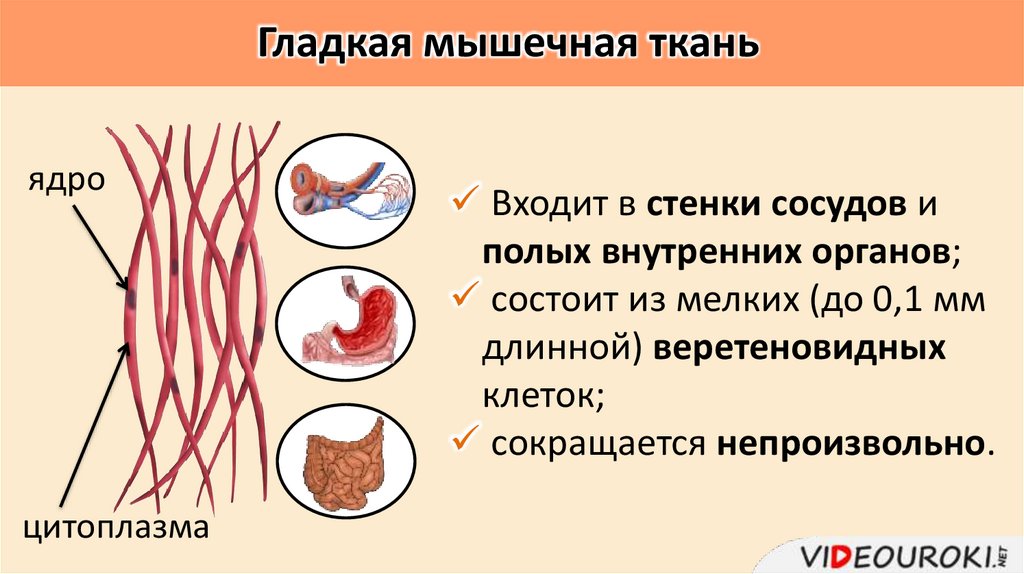 Гладкая мышечная ткань