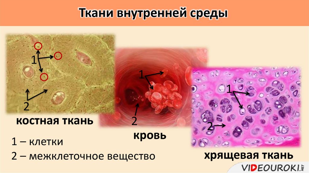 Ткани внутренней среды