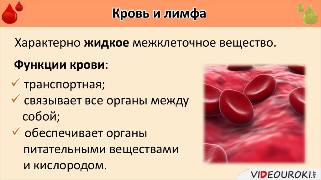 Кровь и лимфа