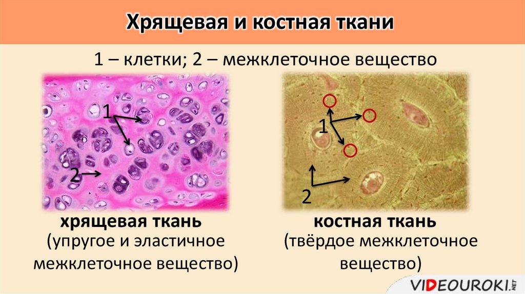 Хрящевая и костная ткани