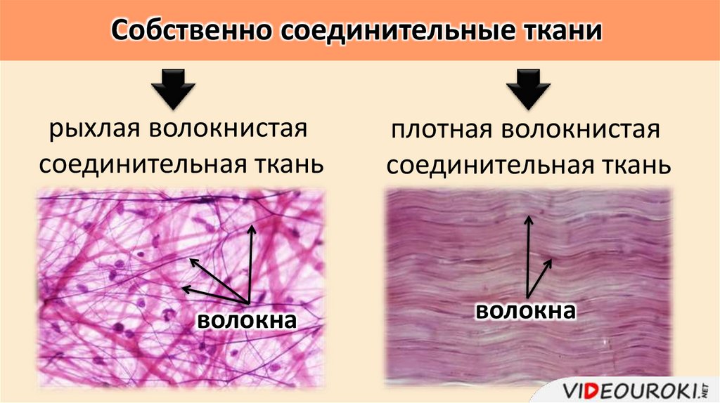 Собственно соединительные ткани