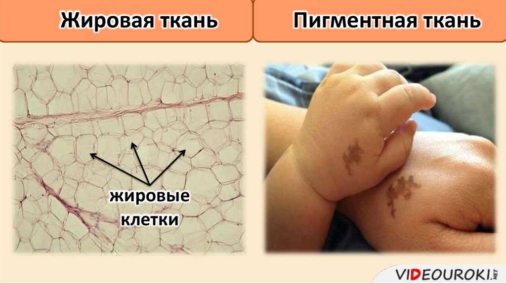 Жировая ткань