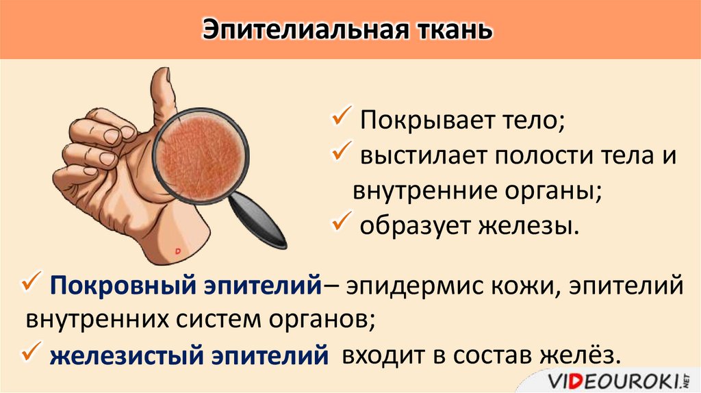 Эпителиальная ткань