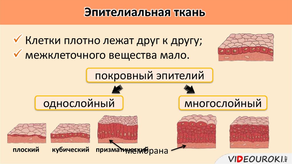 Эпителиальная ткань