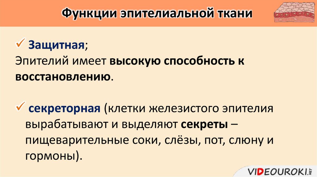 Функции эпителиальной ткани