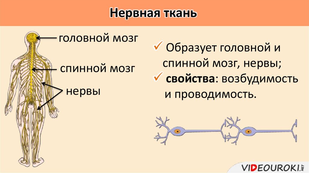 Нервная ткань