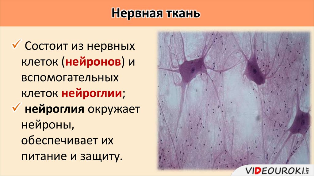 Нервная ткань