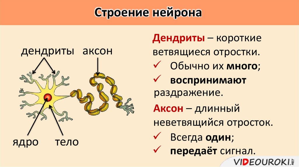 Строение нейрона