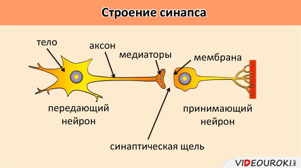 Строение синапса