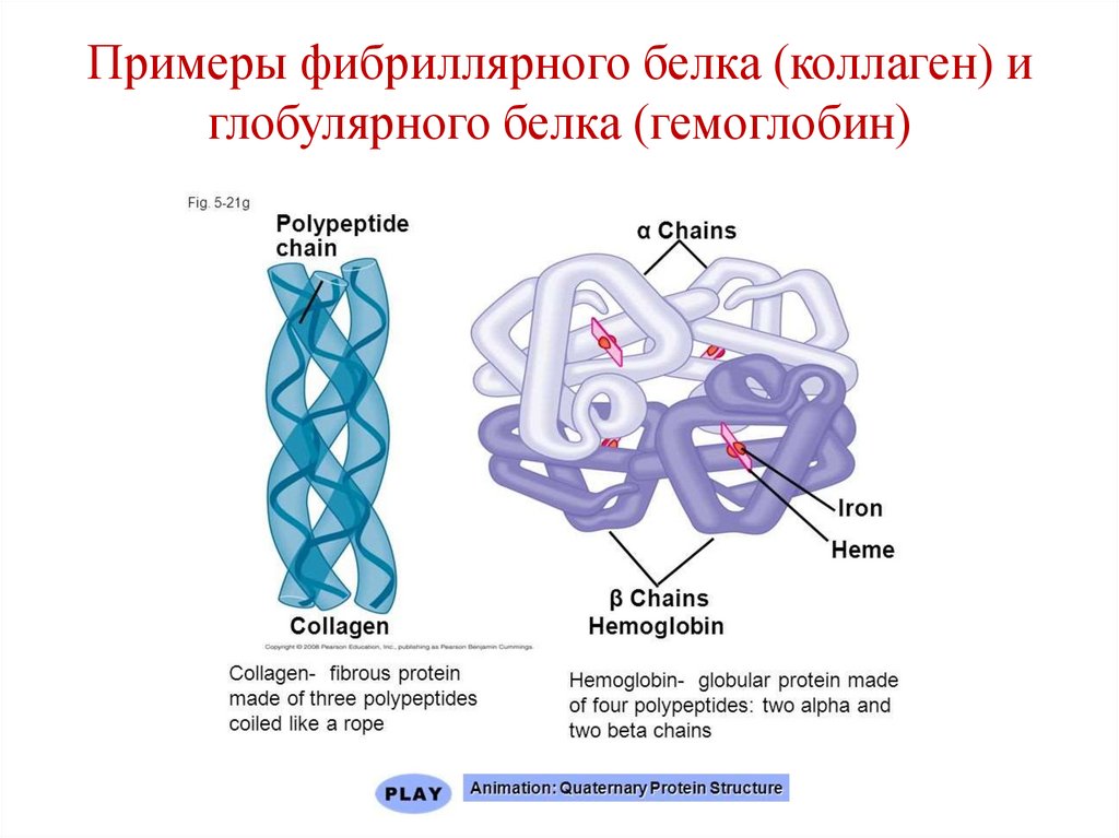 Примеры фибриллярного белка (коллаген) и глобулярного белка (гемоглобин)
