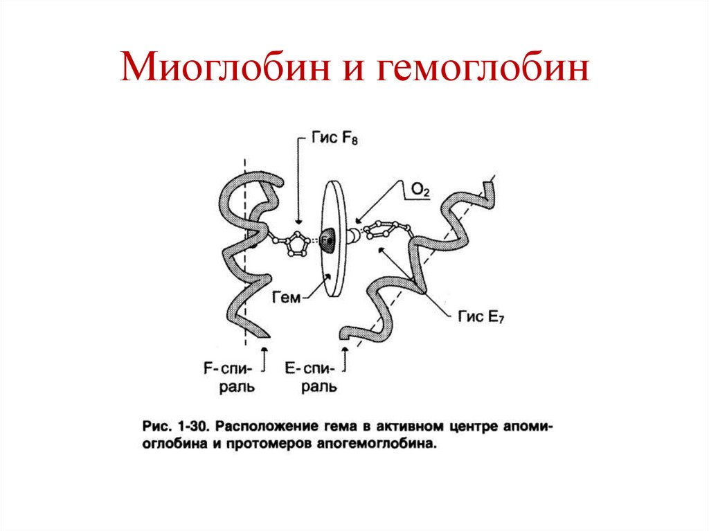 Миоглобин и гемоглобин