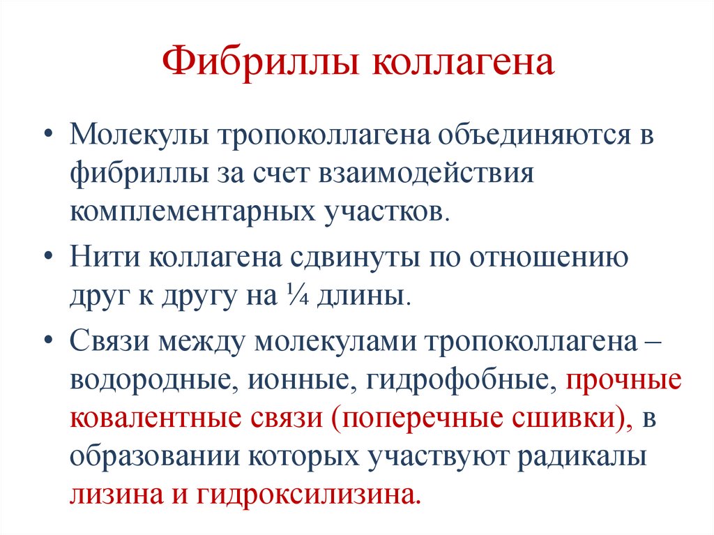 Фибриллы коллагена