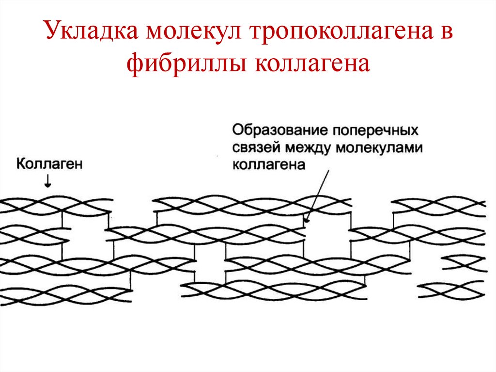 Укладка молекул тропоколлагена в фибриллы коллагена