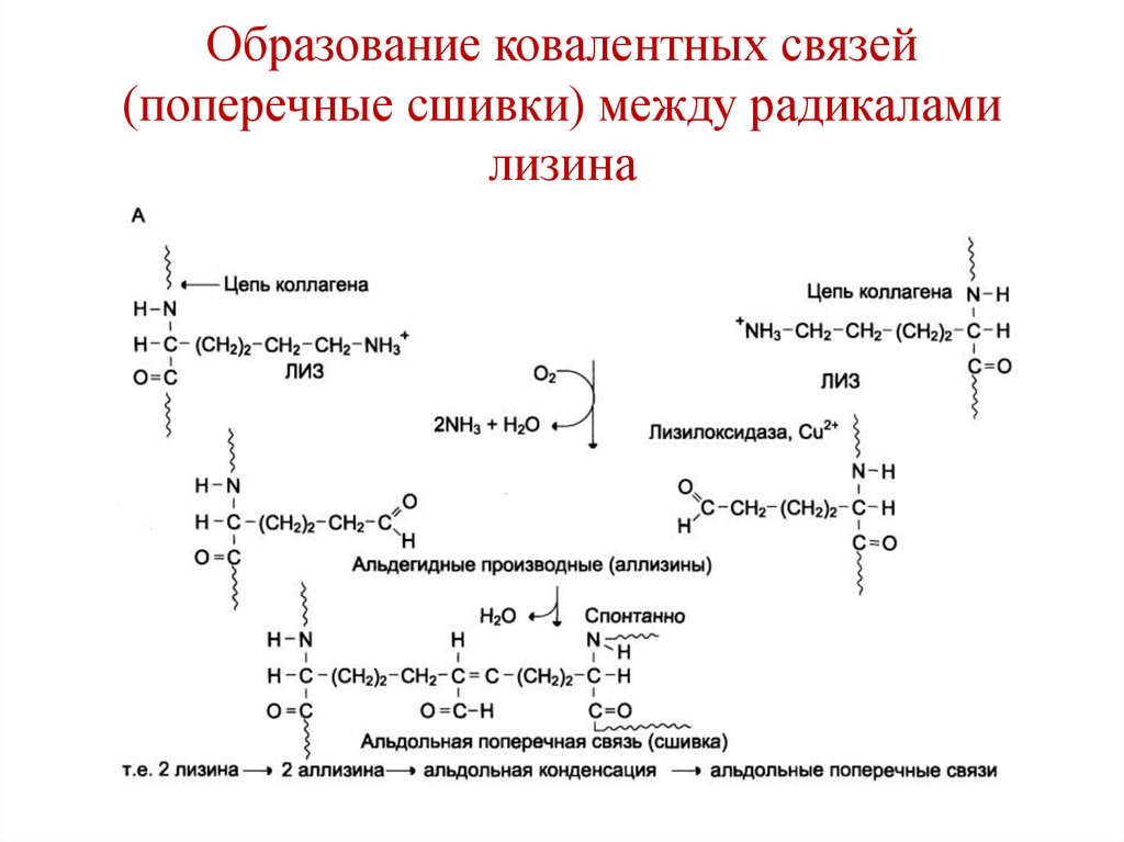 Образование ковалентных связей (поперечные сшивки) между радикалами лизина