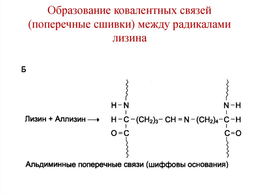 Образование ковалентных связей (поперечные сшивки) между радикалами лизина