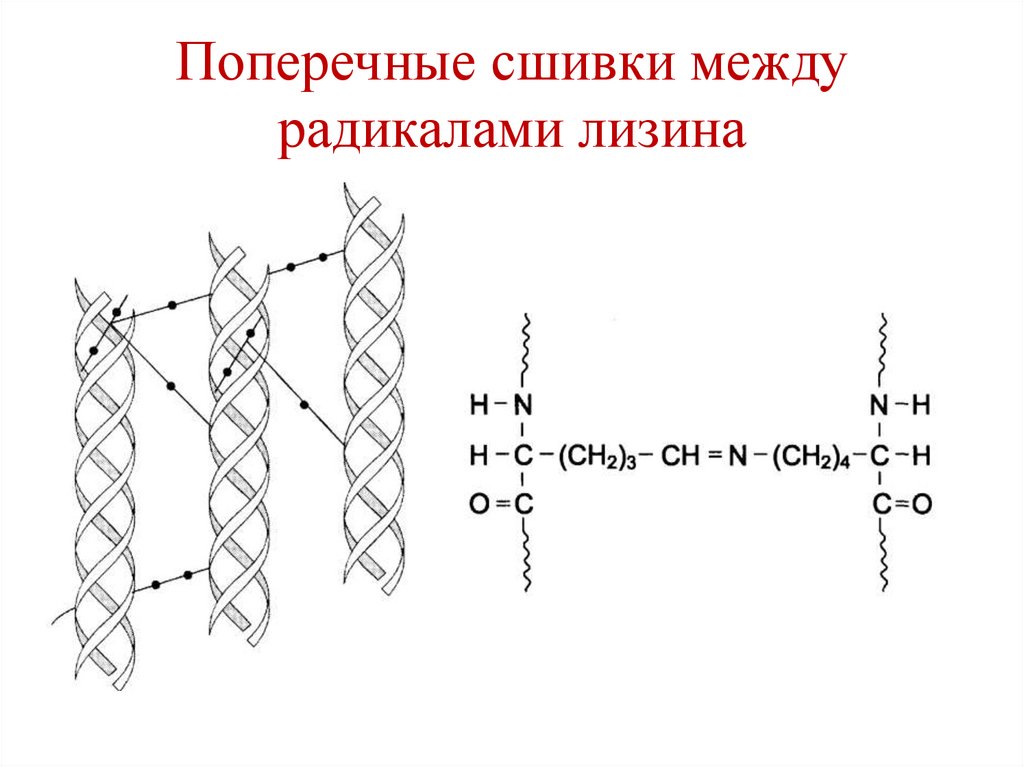 Поперечные сшивки между радикалами лизина