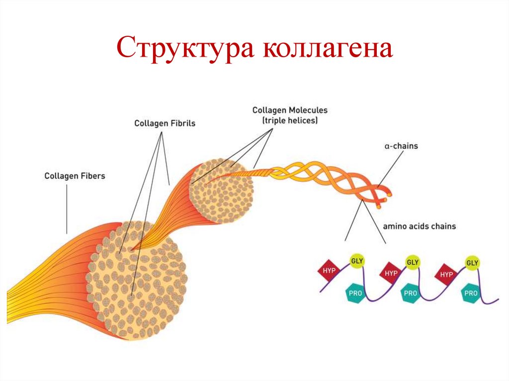 Структура коллагена