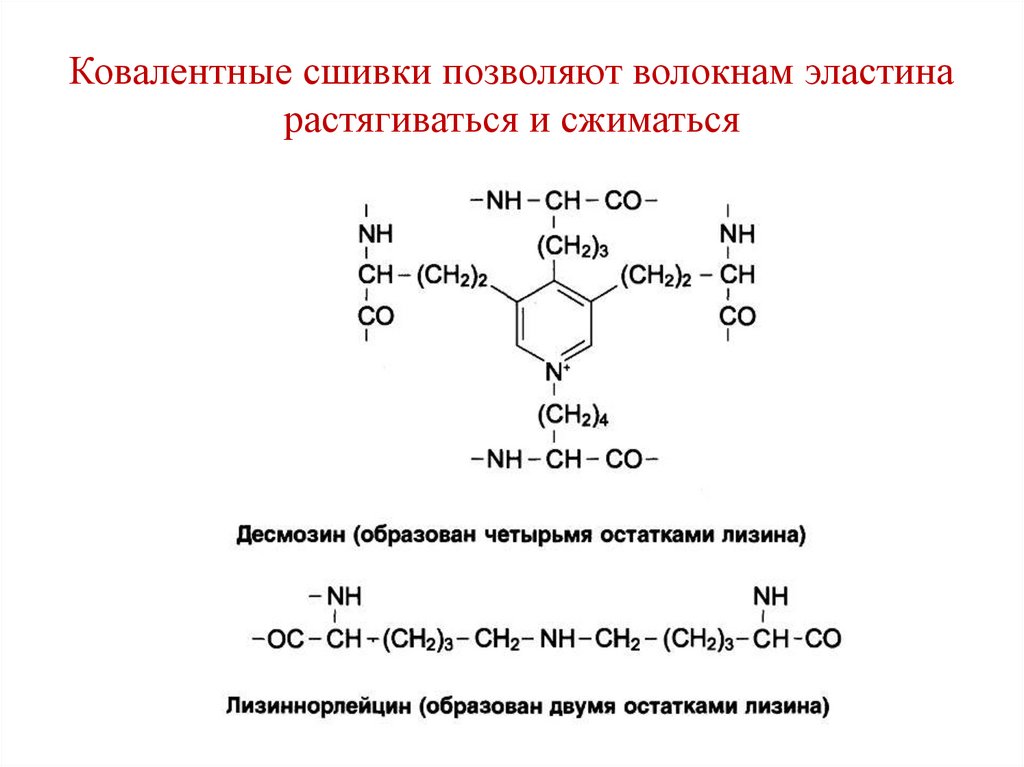 Ковалентные сшивки позволяют волокнам эластина растягиваться и сжиматься