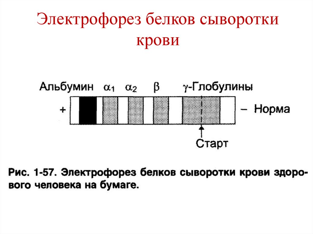 Электрофорез белков сыворотки крови